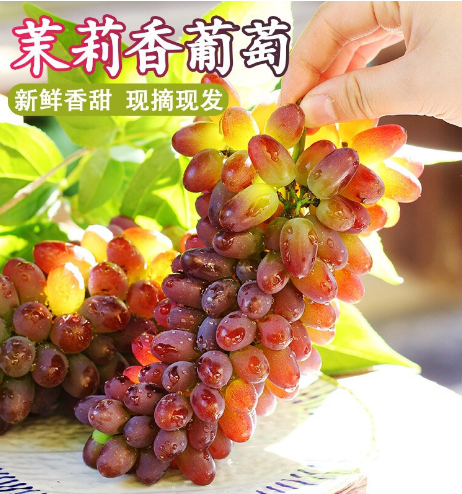 顺丰包邮茉莉香葡萄当季新鲜水果整箱提子孕妇无籽郁金香葡萄