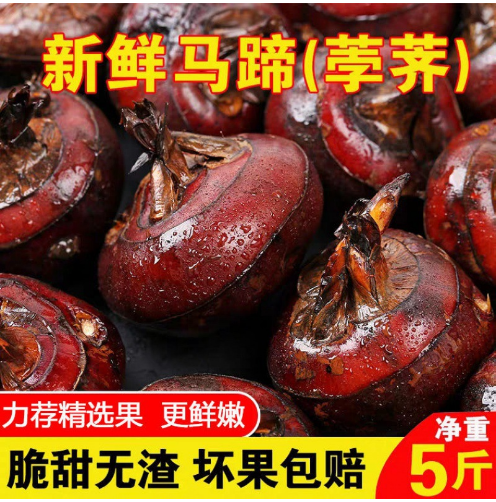 特大果农家现挖清水马蹄荸荠水果新鲜蔬菜地梨地栗马蹄果包邮