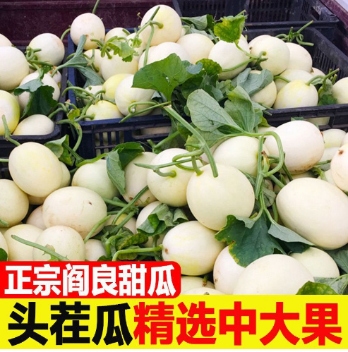 现摘陕西阎良甜瓜白皮蜜瓜当季新鲜水果应季香瓜2/5/10斤整箱批发